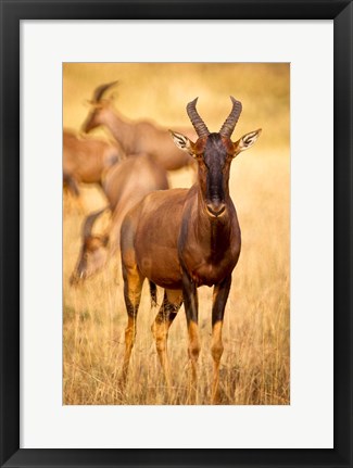 Framed Female topi standing on grassy plain, Masai Mara Game Reserve, Kenya Print