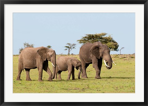 Framed Three African Elephants, Maasai Mara, Kenya Print