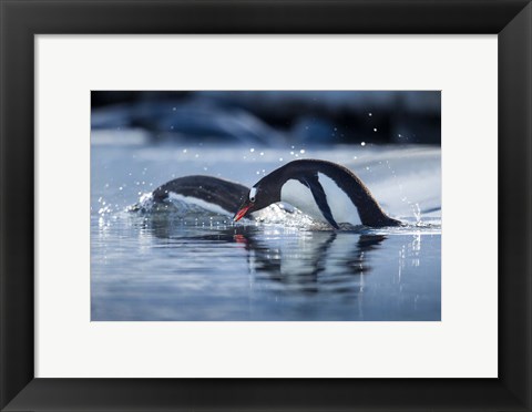 Framed Antarctica, Anvers Island, Gentoo Penguins diving into water. Print