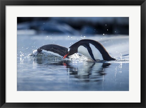 Framed Antarctica, Anvers Island, Gentoo Penguins diving into water. Print