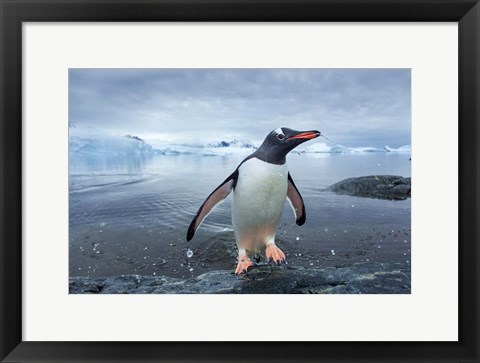 Framed Antarctica, Cuverville Island, Gentoo Penguin leaping onto shore. Print