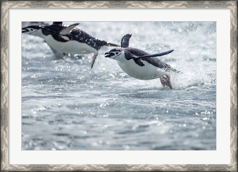 Framed Antarctica, South Shetland Islands, Chinstrap Penguins swimming. Print