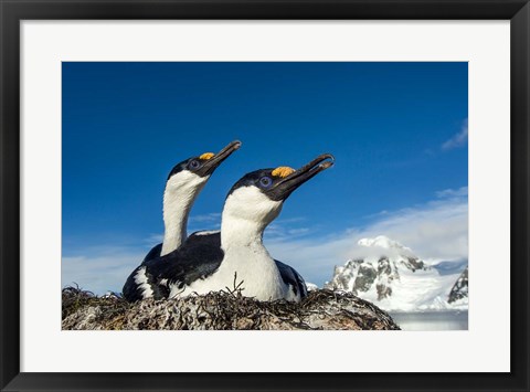 Framed Blue-eyed Shags, Antarctica. Print