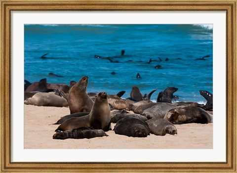 Framed Cape fur seasl, Skeleton Coast NP, Namibia. Print