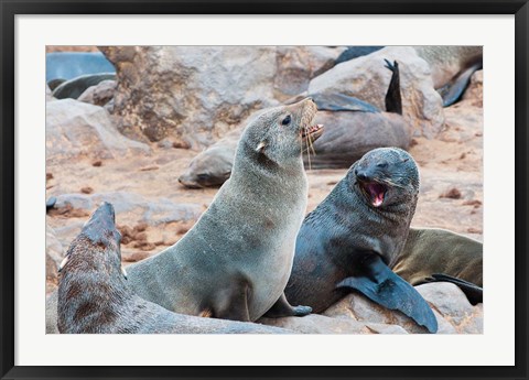 Framed Cape Fur seals, Skeleton Coast, Kaokoland, Namibia. Print