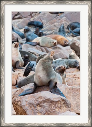 Framed Cape Fur seals, Cape Cross, Skeleton Coast, Kaokoland, Namibia. Print