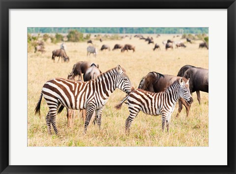 Framed Common Zebra or Burchell&#39;s Zebra, Maasai Mara National Reserve, Kenya Print
