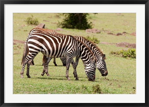 Framed Zebra grazing, Maasai Mara, Kenya Print