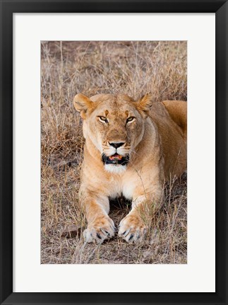 Framed Female lion, Maasai Mara National Reserve, Kenya Print