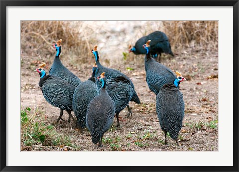 Framed Helmeted guineafowl, Maasai Mara National Reserve, Kenya Print