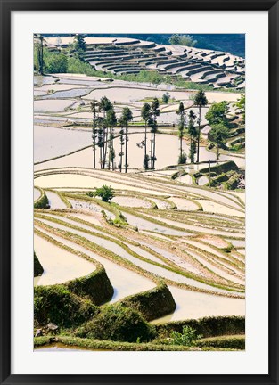 Framed Flooded Ai Cun Rice Terraces, Yuanyang County, Yunnan Province, China Print