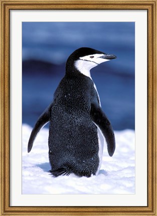 Framed Chinstrap Penguin, Weddell Sea, Antarctic Peninsula, Antarctica Print