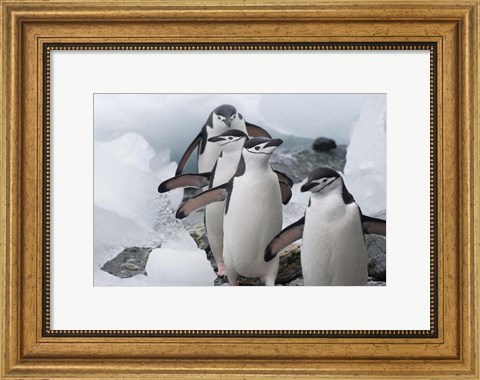 Framed Four Chinstrap Penguins, Antarctica Print