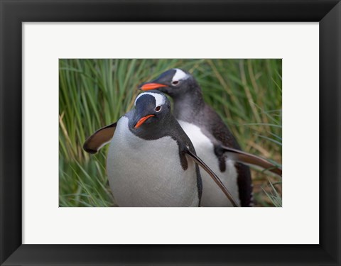 Framed Gentoo Penguin in the grass, Cooper Baby, South Georgia, Antarctica Print