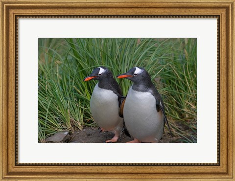 Framed Gentoo Penguin, Cooper Baby, South Georgia, Antarctica Print