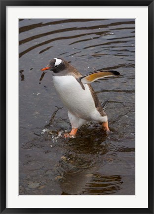 Framed Gentoo Penguin, Hercules Bay, South Georgia, Antarctica Print