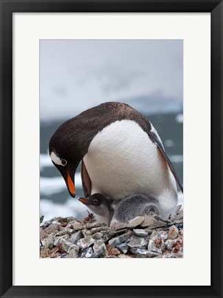 Framed Gentoo Penguins, Neko Harbor, Antarctica Print