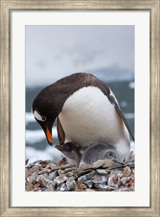 Framed Gentoo Penguins, Neko Harbor, Antarctica Print