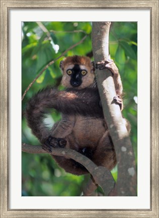 Framed Brown Red-fronted Lemur, Primate, Madagascar Print
