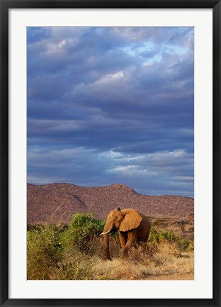 Framed African Elephant, Samburu Game Reserve, Kenya Print