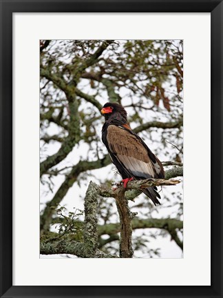 Framed Bateleur, Serengeti National Park, Tanzania Print