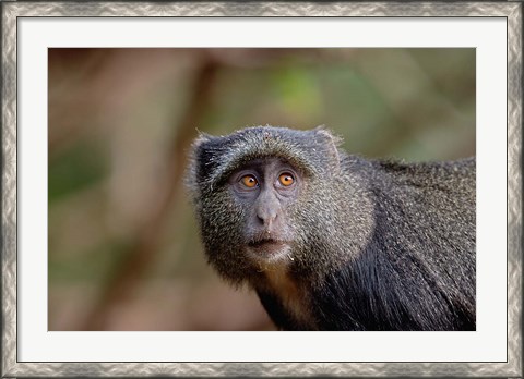 Framed Blue Monkey, Lake Manyara National Park, Tanzania Print
