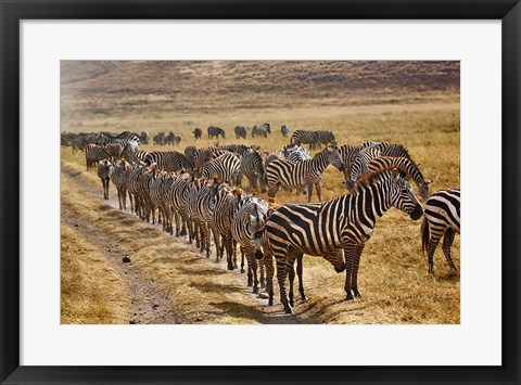 Framed Burchell&#39;s Zebra waiting in line for dust bath, Ngorongoro Crater, Tanzania Print