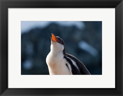 Framed Gentoo Penguin chick, Neko Harbor, Antarctica Print