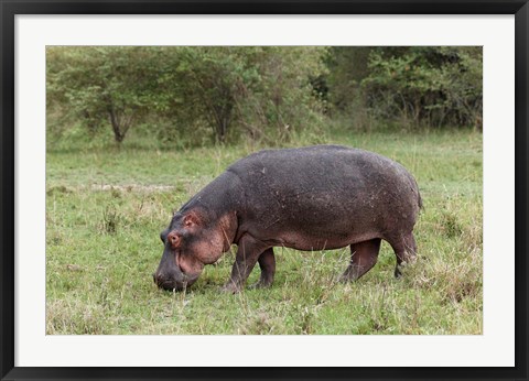 Framed Hippopotamus near riverside, Maasai Mara, Kenya Print