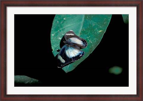 Framed Butterfly on leaf, Gombe National Park, Tanzania Print
