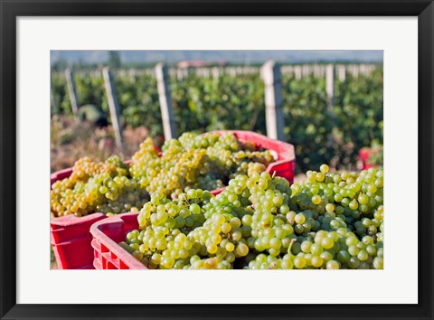 Framed Harvesting Chardonnay grapes in Huailai Rongchen vineyard, Hebei Province, China Print