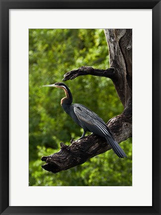 Framed African Darter perched Chobe NP, Kasane, Botswana, Africa Print