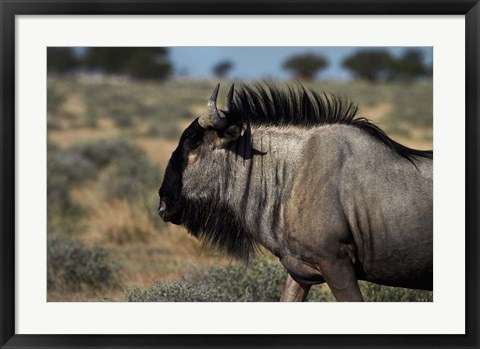 Framed Blue wildebeest, Connochaetes taurinus, Etosha NP, Namibia, Africa. Print
