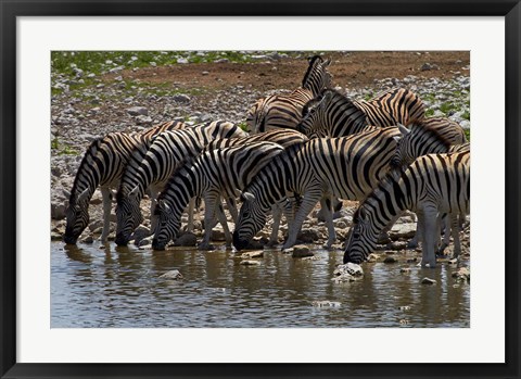 Framed Burchells zebra at Okaukuejo waterhole, Etosha NP, Namibia, Africa. Print