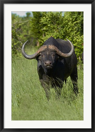 Framed Cape buffalo, Hwange National Park, Zimbabwe, Africa Print