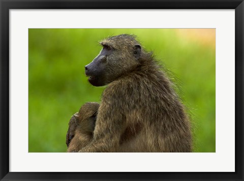 Framed Chacma baboon and baby, Kruger NP, South Africa Print