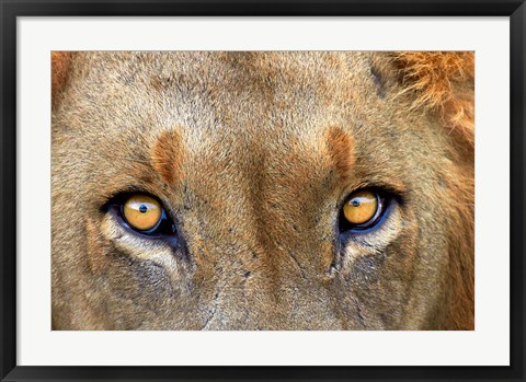 Framed Close-up of Male Lion, Kruger National Park, South Africa. Print