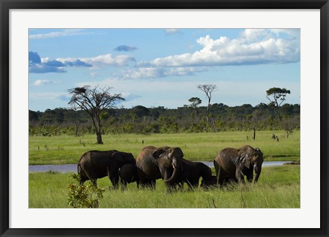 Framed Elephant, Zimbabwe Print