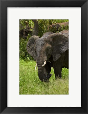 Framed Elephant, Kruger NP, South Africa Print
