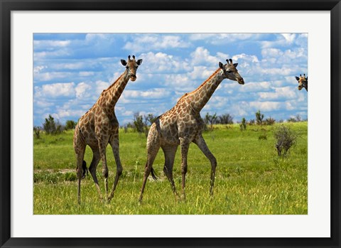 Framed Giraffe, Nxai Pan National Park, Botswana, Africa Print