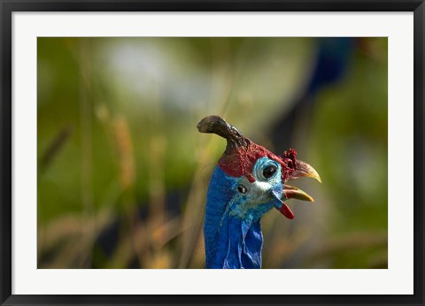 Framed Helmeted Guineafowl, Etosha National Park, Namibia Print