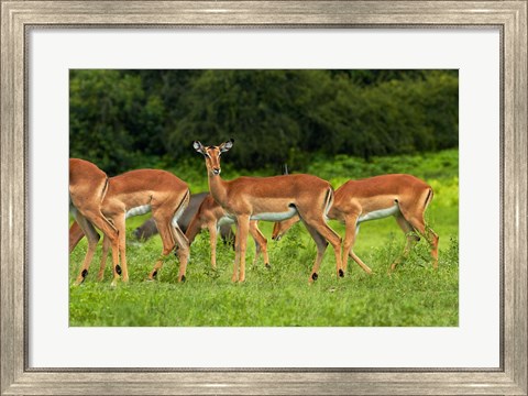 Framed Herd of Impala, by Chobe River, Chobe NP, Kasane, Botswana, Africa Print