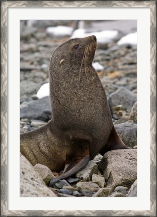 Framed Antarctica, Cuverville Island, Antarctic fur seal Print
