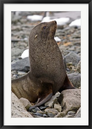 Framed Antarctica, Cuverville Island, Antarctic fur seal Print