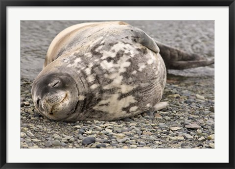 Framed Antarctica, King George Island, Weddell seal Print