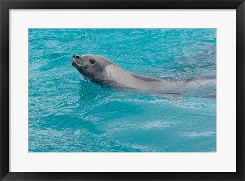 Framed Antarctica, Pleneau Island, Crabeater seal Print