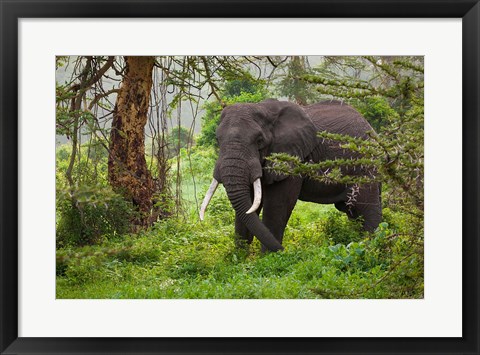 Framed African elephant, Ngorongoro Conservation Area, Tanzania Print