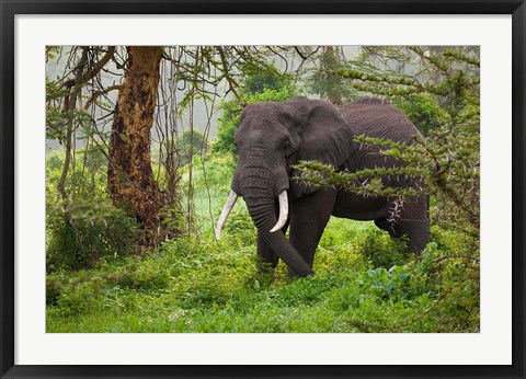 Framed African elephant, Ngorongoro Conservation Area, Tanzania Print