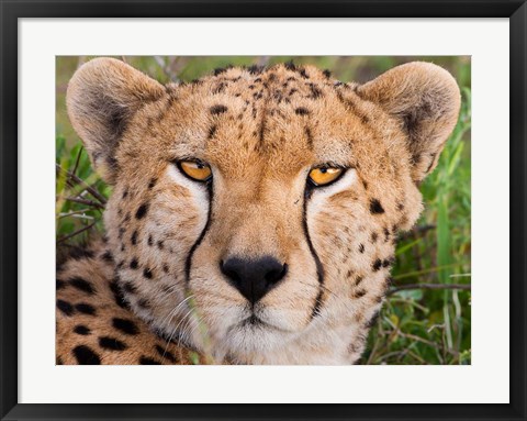 Framed Cheetah, Serengeti National Park, Tanzania Print