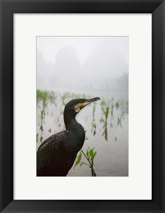 Framed Cormorant by the Li River, China Print